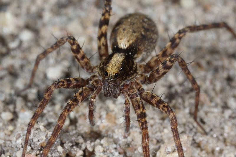 Pardosa_lugubris_D7414_Z_89_NP De Hoge Veluwe_Nederland.jpg